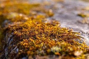 Moss covers a rock surface in a forest during the early morning light creating a rich texture and vibrant colors photo