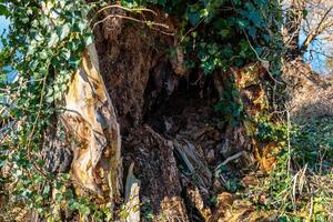 Old tree trunk hollowed out by time and nature shows signs of decay and growth in a serene outdoor setting photo
