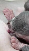 Close-up view of process of feeding of kitten. Baby of Canadian Sphynx Cat sucking milk from mother. Mommy lying and breastfeeding her hungry tiny kitty. Real time vertical , part of series video