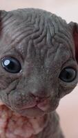 Portrait of nosy Canadian Sphynx Cat with big eyes looking at camera. Cute little domestic kitten sitting on beige color fabric background. Front view, real time vertical , part of series video