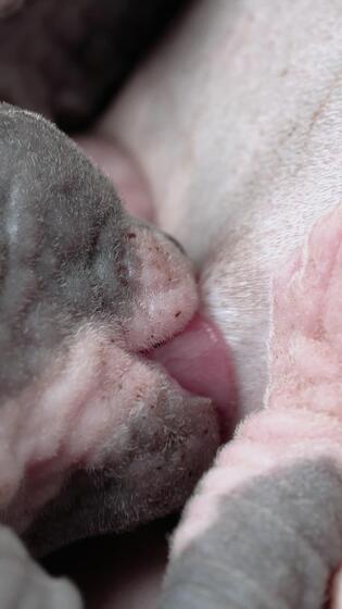 Baby of Sphynx Cat sucking milk from mother. Extreme close-up view of process of breastfeeding of hungry tiny kitten. Real time vertical , part of series 58850423 Stock Video at Vecteezy