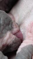Baby of Sphynx Cat sucking milk from mother. Extreme close-up view of process of breastfeeding of hungry tiny kitten. Real time vertical , part of series video