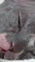 Extreme close-up view of baby Sphynx kitten peacefully sleeping with its eyes closed. Incredible how even tiny kittens can have dreams. Domestic hairless animal. Part series, real time vertical video