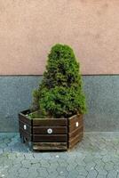 Green shrub in a wooden planter against a textured wall on a sunny day in an urban setting photo