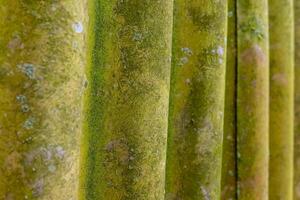 Textures of moss on ancient stone columns in a forgotten garden at dusk photo