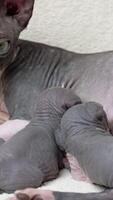 Relaxed mother cat lying and nursing two hungry newborn kittens suckling milk. Domestic feline family Canadian Sphynx Cat, process of feeding of kittens. Real time vertical , part of series video