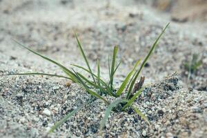 New grass sprouting from sandy soil in a desolate area during daylight hours photo
