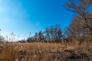 Golden grassland under a clear blue sky with sparse trees in the distance during a calm afternoon photo