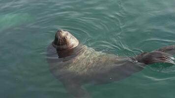 Wild animal Northern Sea Lion or Steller Sea Lion Eumetopias Jubatus marine mammal swimming in cold water of Pacific Ocean. Slow motion video