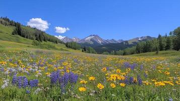 Wildflowers in the mountains with mountains in the background photo