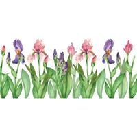 Rectangular composition of purple and pink irises, green leaves, all objects are hand painted with watercolors. Spring composition. Suitable for printing on fabric, paper, cards, invitations vector