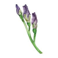 A branch of flowers, with iris buds of bright purple color with a green stem, hand-drawn in watercolor. Watercolor illustration. Spring composition is suitable for printing on postcards, invitations vector