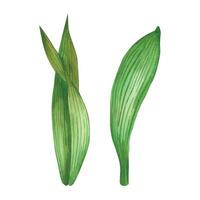 The leaves of the iris flowers are bright green with dark veins, all objects are hand-painted with watercolors. The set of watercolor illustrations is suitable for printing on fabric and paper, design vector