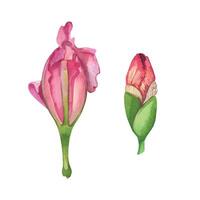 Set of watercolor illustrations, pink irises, unblown flower buds. All objects are hand-drawn with watercolor and isolated on a white background. For printing on postcards, invitations, design vector