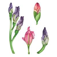 Set of buds, unopened irises of different colors, blooming branch of irises. All objects are hand painted with watercolors in pink and purple tones. For printing, design on fabric, cards, invitations vector