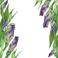 Irises, iris buds and green leaves are arranged in a square frame. All objects are hand-painted with watercolors and are suitable for postcards, invitations, packaging of cosmetics. Spring postcard vector