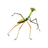 Stylized Walking Stick Insect for Educational Use vector