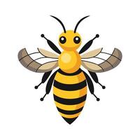 Detailed Bee Species Artistic Representation for Students vector