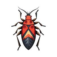 Boxelder Bug Species Illustration for Educational Use vector