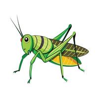 Illustration of Grasshopper in Flight vector