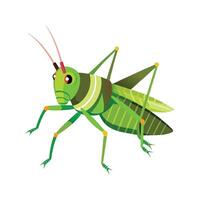Stylized Grasshopper for Educational Use vector