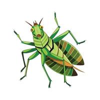 Realistic Katydid on a Leaf vector