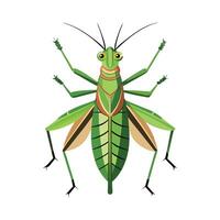 Stylized Katydid for Educational Use vector