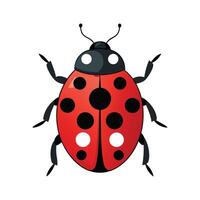 Ladybug Character for Educational Use vector