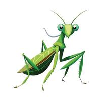 Realistic Praying Mantis on a Leaf vector