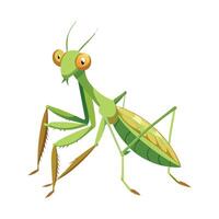Charming Praying Mantis on a Leaf vector