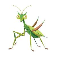Colorful Praying Mantis on a White Background vector