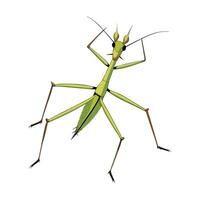 Charming Stick Insect Character vector