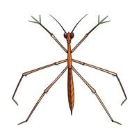 Charming Stick Insect on a Leaf vector