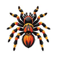 Cute Tarantula on a White Background vector