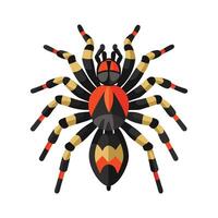 Stylized Tarantula for Educational Use vector