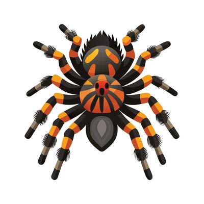 Cute Tarantula Character on a Leaf