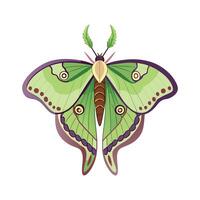 Actias Luna Unique Graphic Design vector