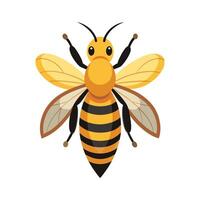 Apis Mellifera Detailed Representation vector
