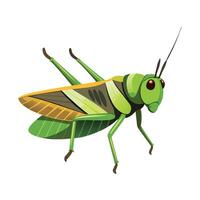 Chorthippus Parallelus Engaging Artwork vector