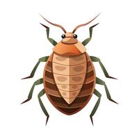 Cimex Lectularius Stunning Representation vector
