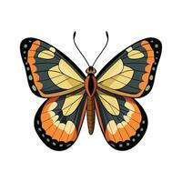 Colotis Danae Artistic Design vector