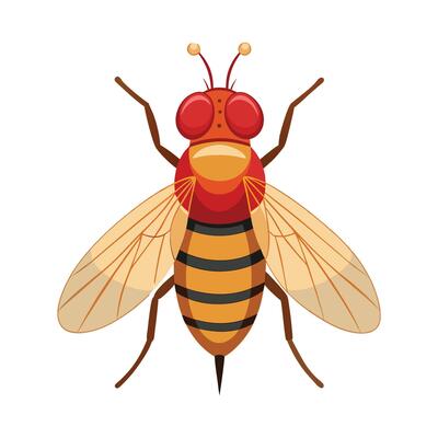 Drosophila Melanogaster Artistic Design