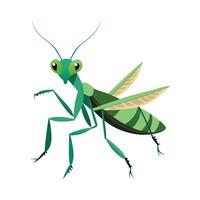 Hierodula Membranacea Stunning Representation vector