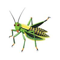 Locusta Migratoria Stunning Representation vector