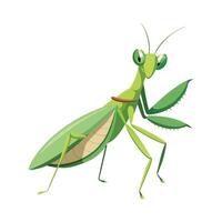 Mantis Religiosa Stunning Representation vector