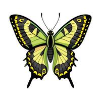 Papilio Cresphontes Stunning Representation vector