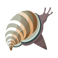 Perla Marginata Stunning Representation vector