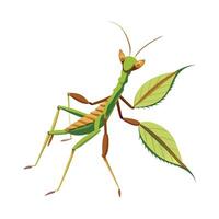 Phyllium Bioculatum Stunning Representation vector