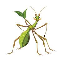 Phyllium Giganteum Artistic Design vector