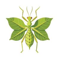 Phyllium Bioculatum Engaging Design vector